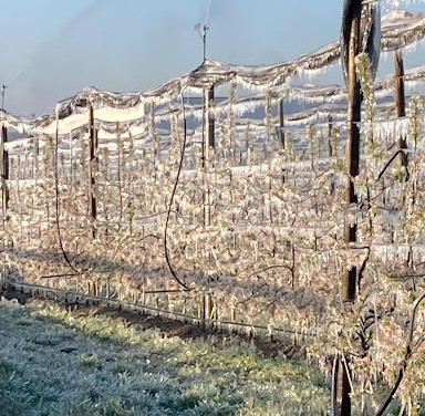 Un milione e mezzo agli agricoltori per riscaldare vigne e frutteti Un milione e mezzo agli agricoltori per riscaldare vigne e frutteti