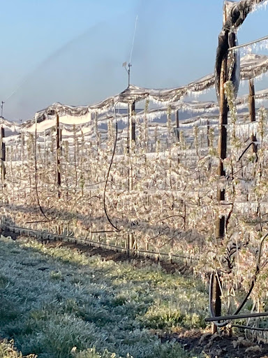 Un milione e mezzo agli agricoltori per riscaldare vigne e frutteti