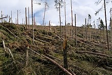 Una polizza, un albero con Cattolica-BPM