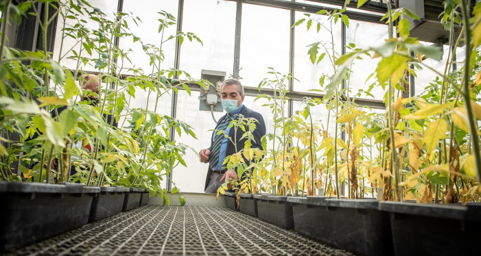 Agroinnova, da 20 anni in difesa delle piante vittime dei cambiamenti climatici