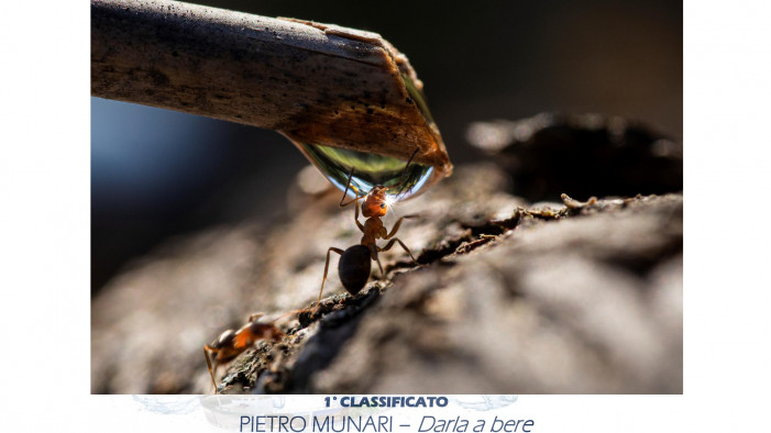 “Darla a bere” alla formica, il premio che esalta le aree umide (photogallery)