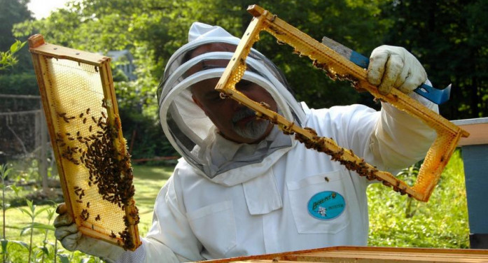 Giornata internazionale delle api, vertice a Stupinigi