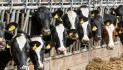 Costi di produzione alla stalla e sfide ambientali: il Piemonte si confronta