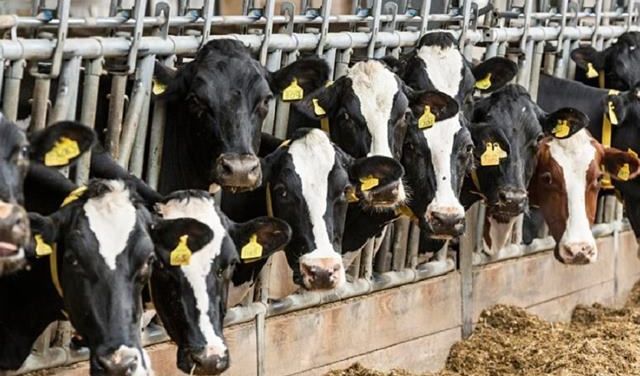 Costi di produzione alla stalla e sfide ambientali: il Piemonte si confronta