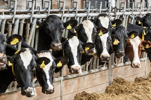 Costi di produzione alla stalla e sfide ambientali: il Piemonte si confronta