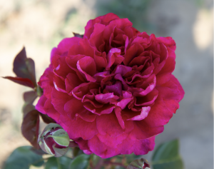 rosa cardinal Martini