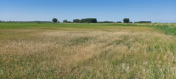 Novarese contro Lomellina: è scoppiata la guerra dell’acqua