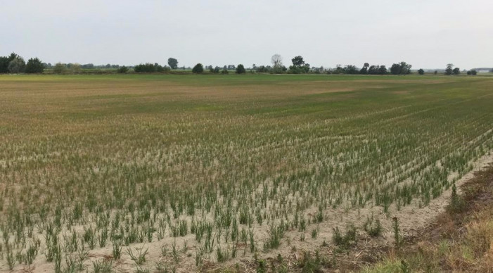 “Ridate acqua all’agricoltura novarese, basta conflitti”