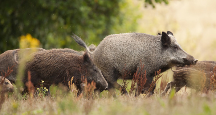 Rimborsi per recupero fauna selvatica