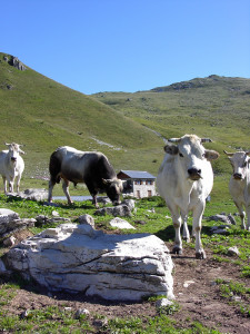 piemontesi al pascolo in valle stura di demonte (3)