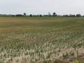 Cia: “Tempi troppo lunghi per gli indennizzi siccità in risaia”