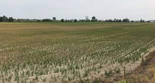 Cia: “Tempi troppo lunghi per gli indennizzi siccità in risaia”