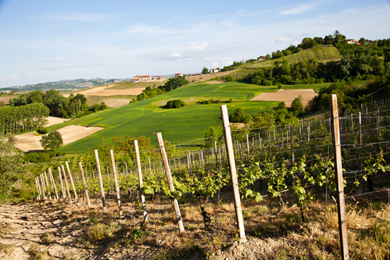 Il Gran Monferrato è strada dei vini e dei sapori