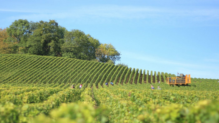 Stato d’allerta nei vigneti per la mancanza d’acqua