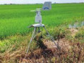 La siccità ha rubato 3 mila ettari di riso nel Novarese