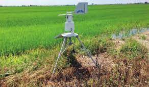 La siccità ha rubato 3 mila ettari di riso nel Novarese