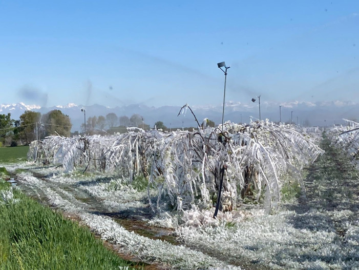 Danni da gelate, al Piemonte 13,4 milioni di euro