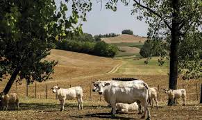Abi-Regione Piemonte: accordo per sostenere gli agricoltori