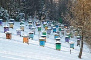 Rows of colorful beehives covered in snow.