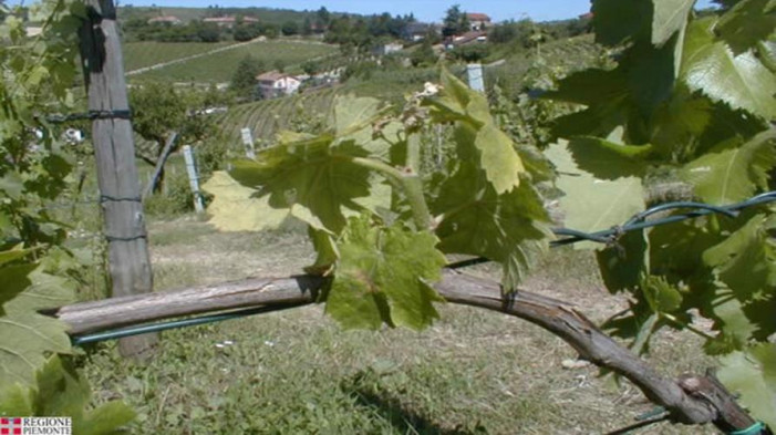 Il Piemonte guida la lotta alla flavescenza dorata