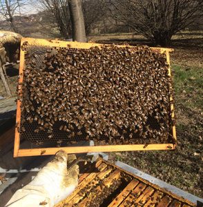 Bando di 1,3 milioni di euro per gli apicoltori del Piemonte