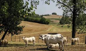 Psr Piemonte, 108 milioni per misure agro-climatiche-ambientali