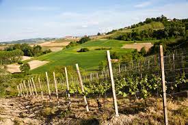 Candidatura di Alto Piemonte Gran Monferrato territorio europeo del vino