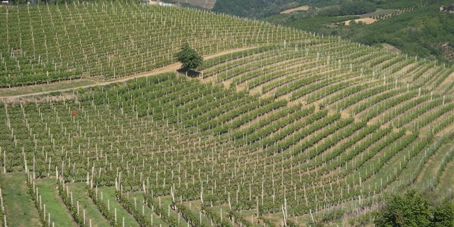Bio e ambiente, 82 milioni agli gricoltori del Piemonte