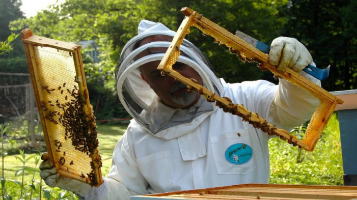 Agli apicoltori 8 milioni per il Piemonte del miele e della biodiversità