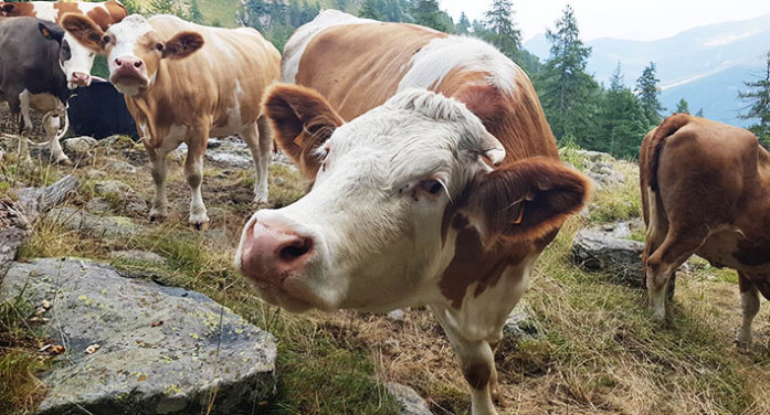 E’ tempo di salire in alto, parte la monticazione E’ tempo di salire in alto, parte la monticazione
