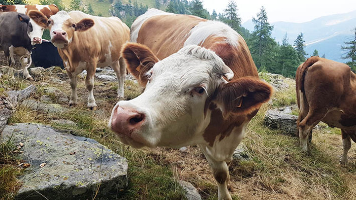 E’ tempo di salire in alto, parte la monticazione