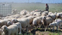 “Pura lana piemontese”, progetto di filiera allevatori-industria