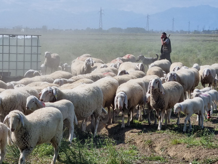 “Pura lana piemontese”, progetto di filiera allevatori-industria
