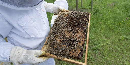 Operazione miele, un milione e 982 mila euro agli apicoltori piemontesi