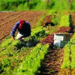 lavoratori stagionali piemonte