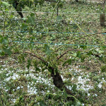 palline3