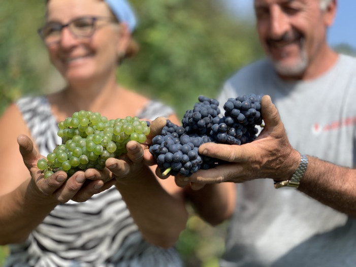 Vendemmia al via in Alta Langa