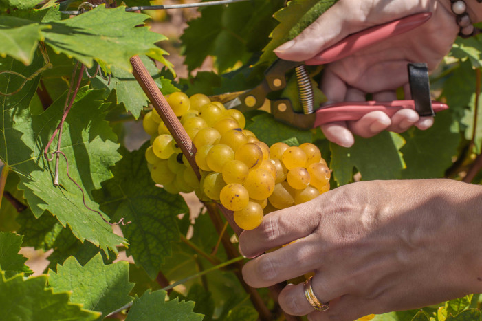 Ottime le uve del Moscato bianco