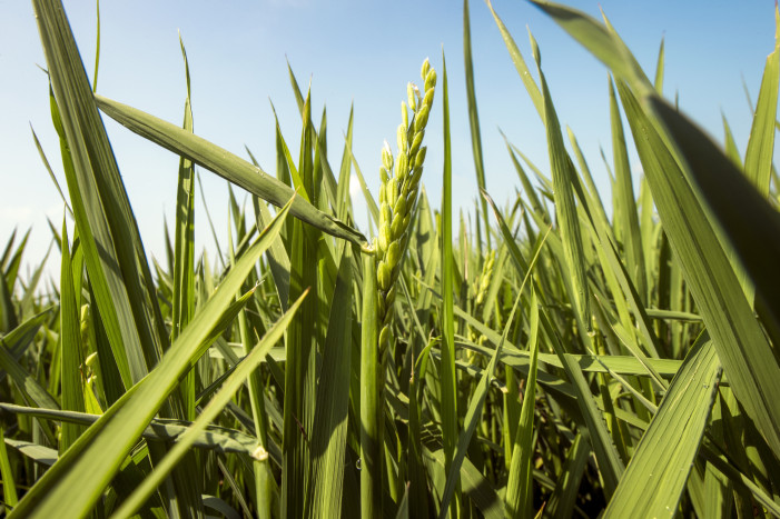 Il consumo del riso in Italia e la frontiera della biotecnologia