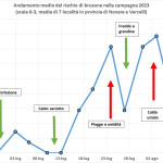 brusone nuovo andamento