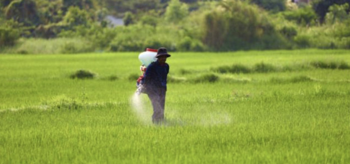 “Attenti al riso indiano, contiene agrofarmaci da noi vietati”