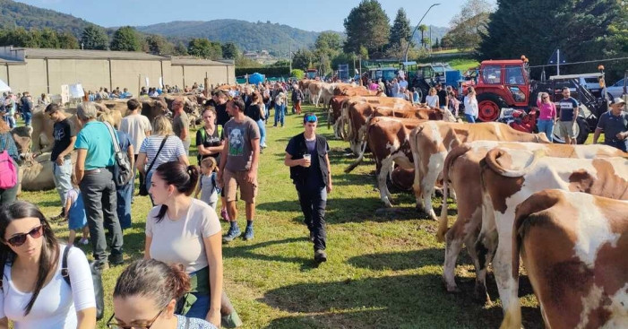 Armeno, nel regno della Bruna Alpina e Pezzata Rossa