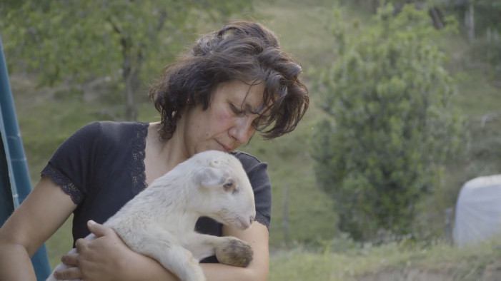 “Corto e Fieno”, elogio della pecora nel festival del cinema rurale