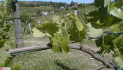 Flavescenza dorata, Piemonte in campo con la ricerca