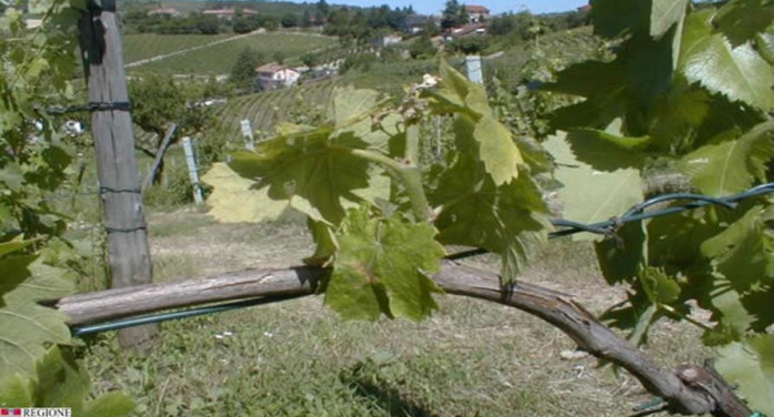 Flavescenza dorata, Piemonte in campo con la ricerca