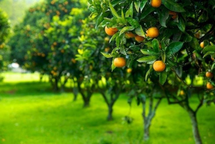 Agricoltura biologica, il Piemonte rilancia