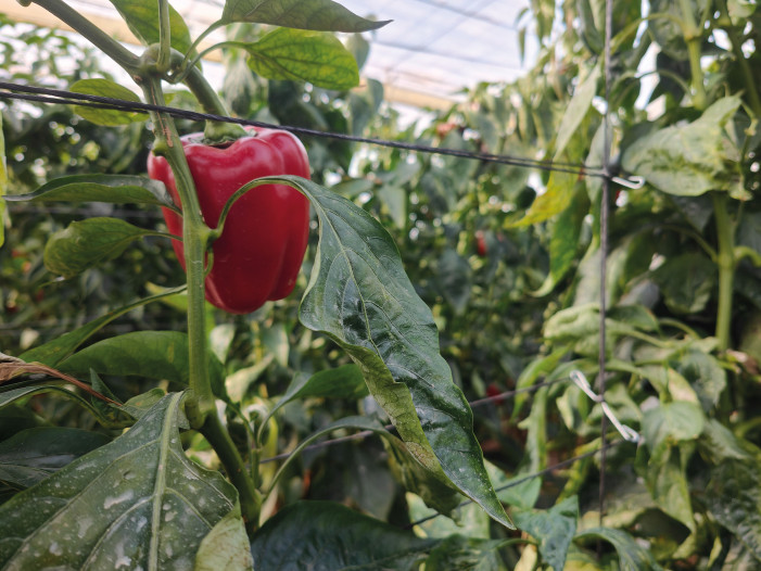 In Spagna spaghi e clip di bioplastica Novamont per peperoni e pomodori