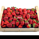 fragole1