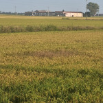 risaia g7