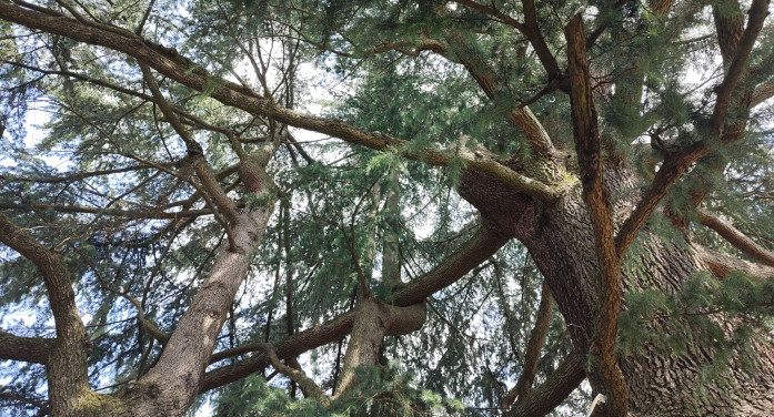 Piemonte, un monumento di alberi